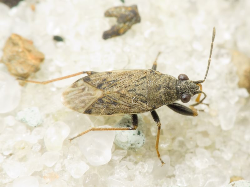 Peritrechus gracilicornis Puton, 1877